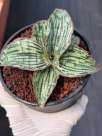 Sansevieria Cleopatra Rare Snake Plant #270 | 5in Pot Easy Care Indoor Houseplant