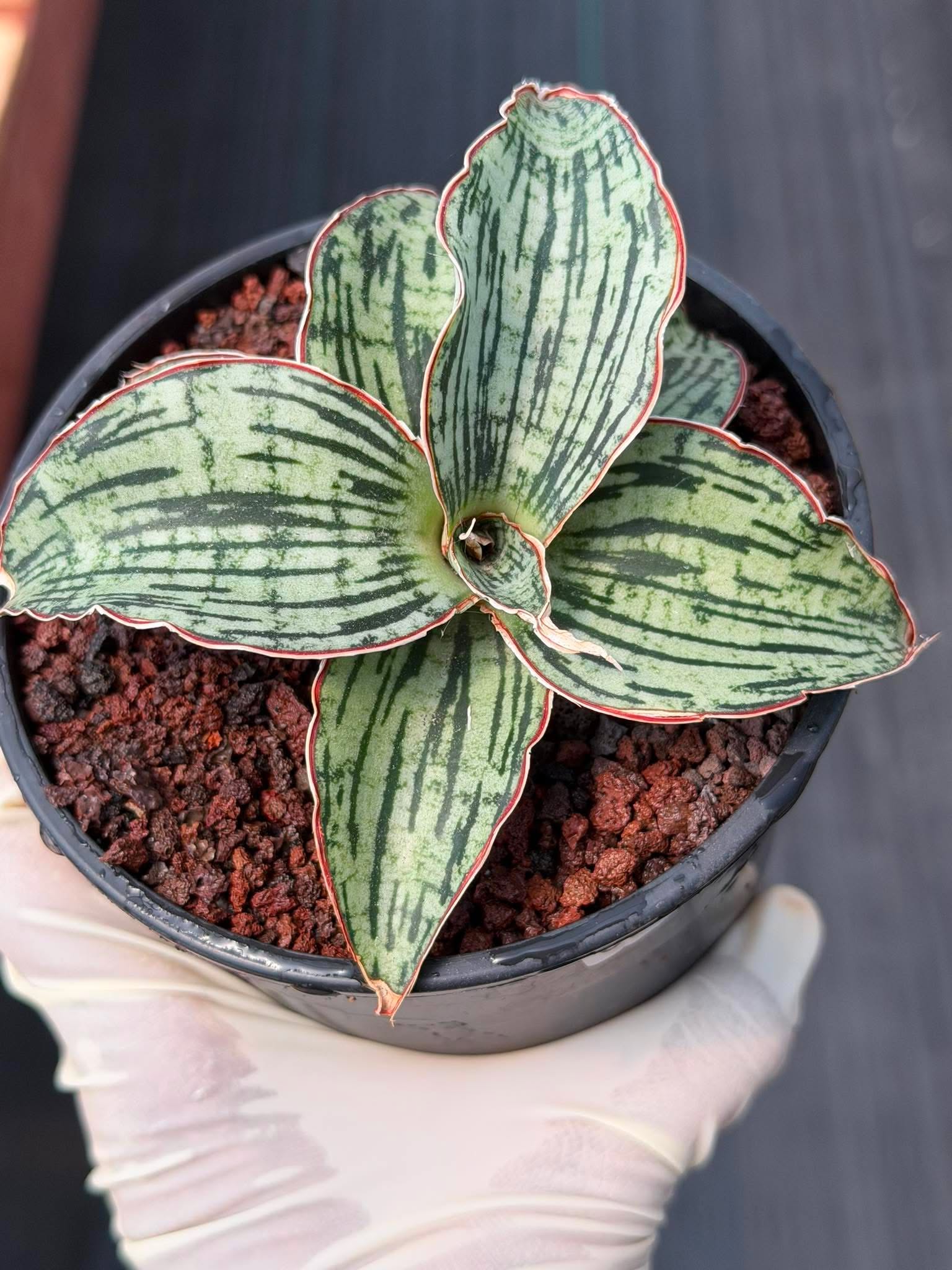 Sansevieria Cleopatra Rare Snake Plant #270 | 5in Pot Easy Care Indoor Houseplant