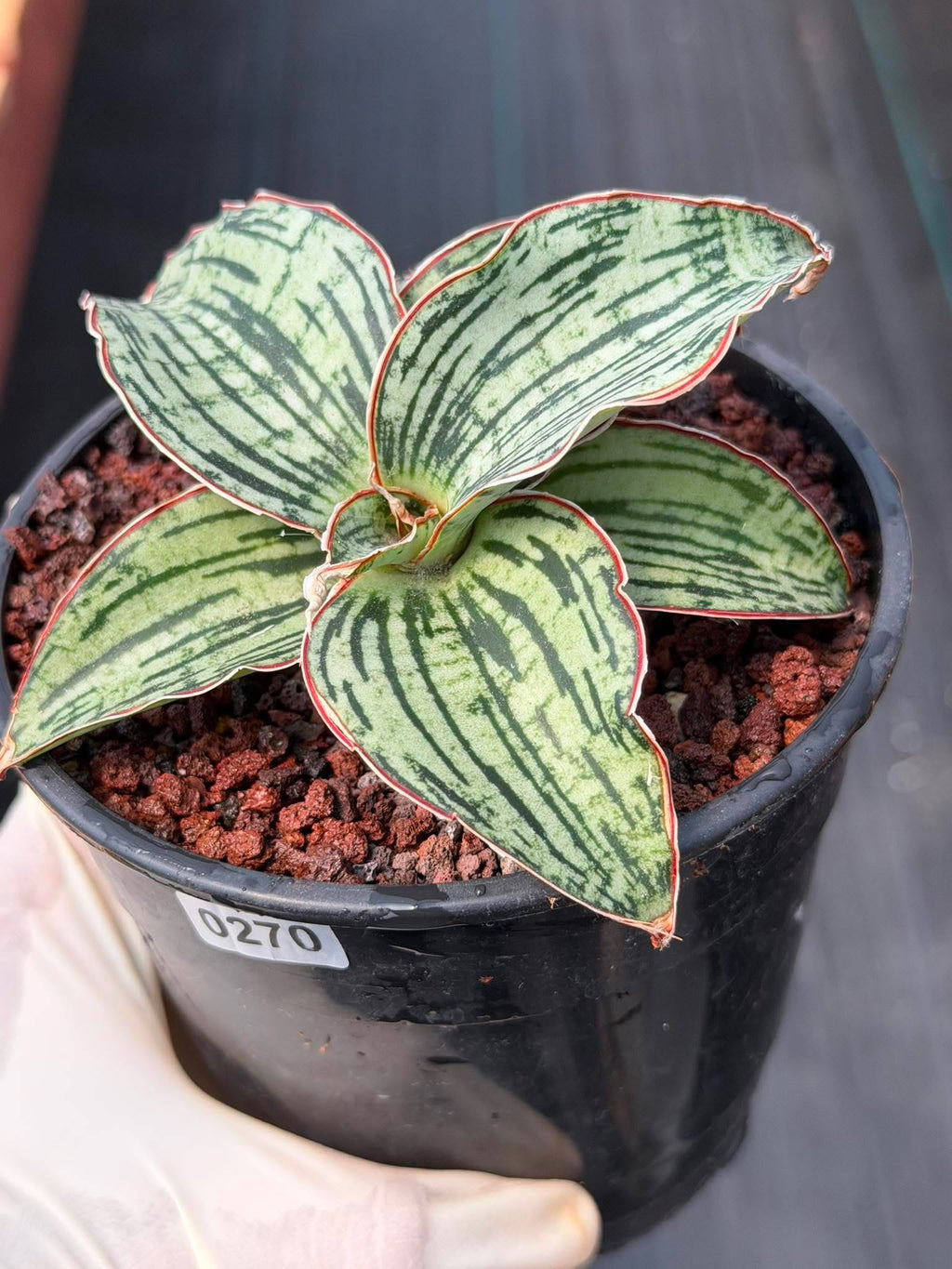 Sansevieria Cleopatra Rare Snake Plant #270 | 5in Pot Easy Care Indoor Houseplant