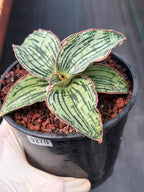 Sansevieria Cleopatra Rare Snake Plant #270 | 5in Pot Easy Care Indoor Houseplant