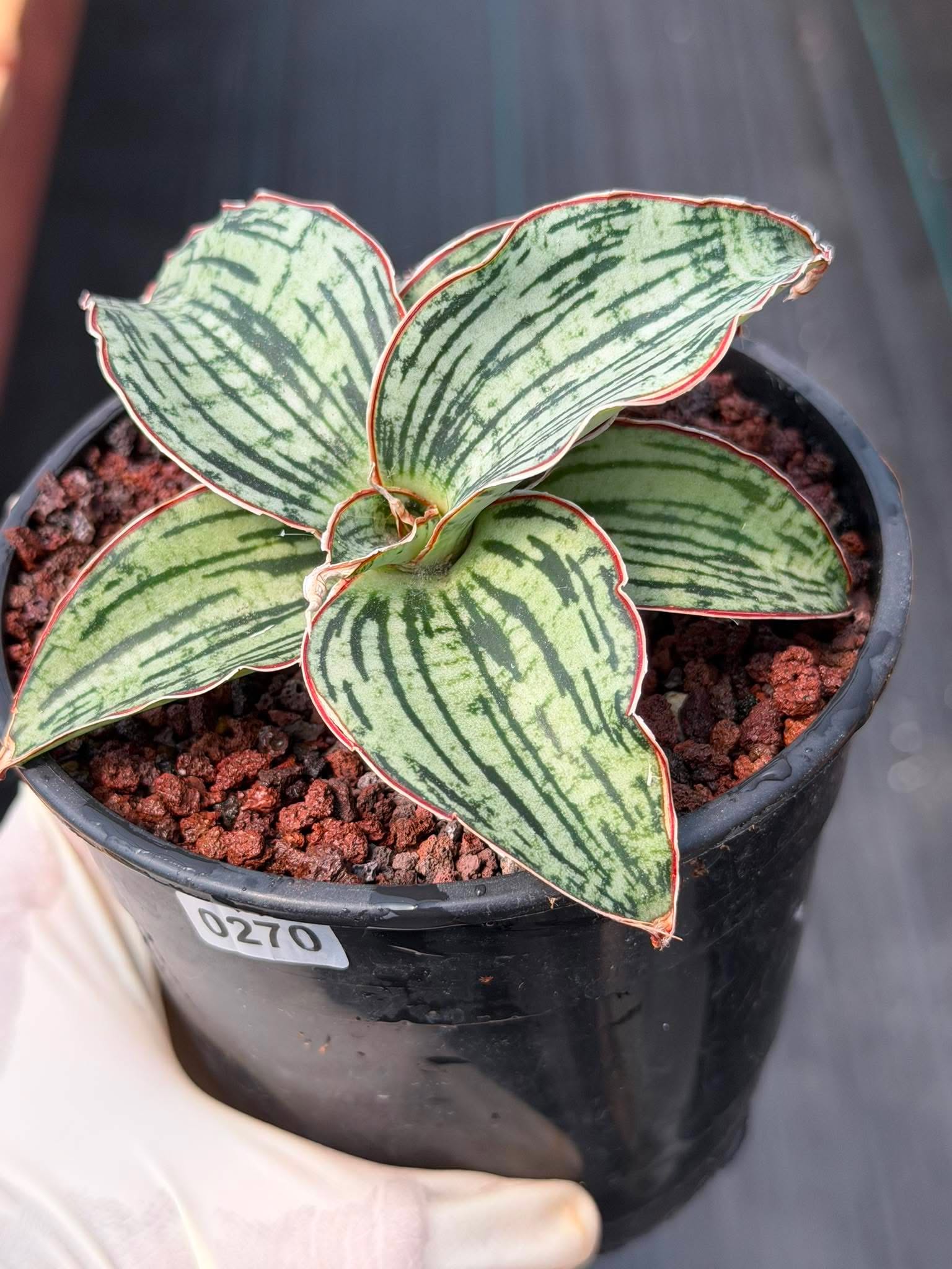 Sansevieria Cleopatra Rare Snake Plant #270 | 5in Pot Easy Care Indoor Houseplant