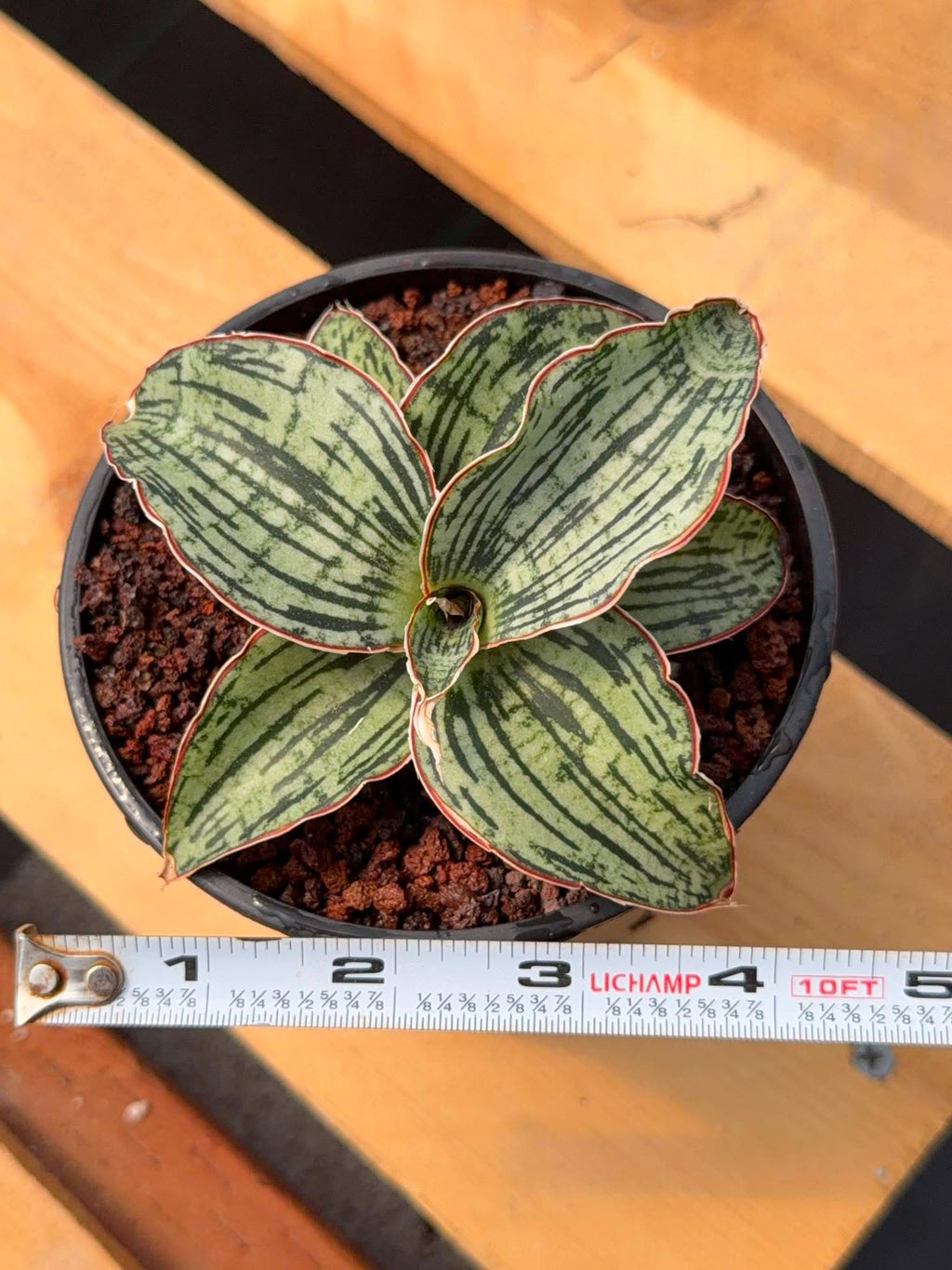 Sansevieria Cleopatra Rare Snake Plant #270 | 5in Pot Easy Care Indoor Houseplant
