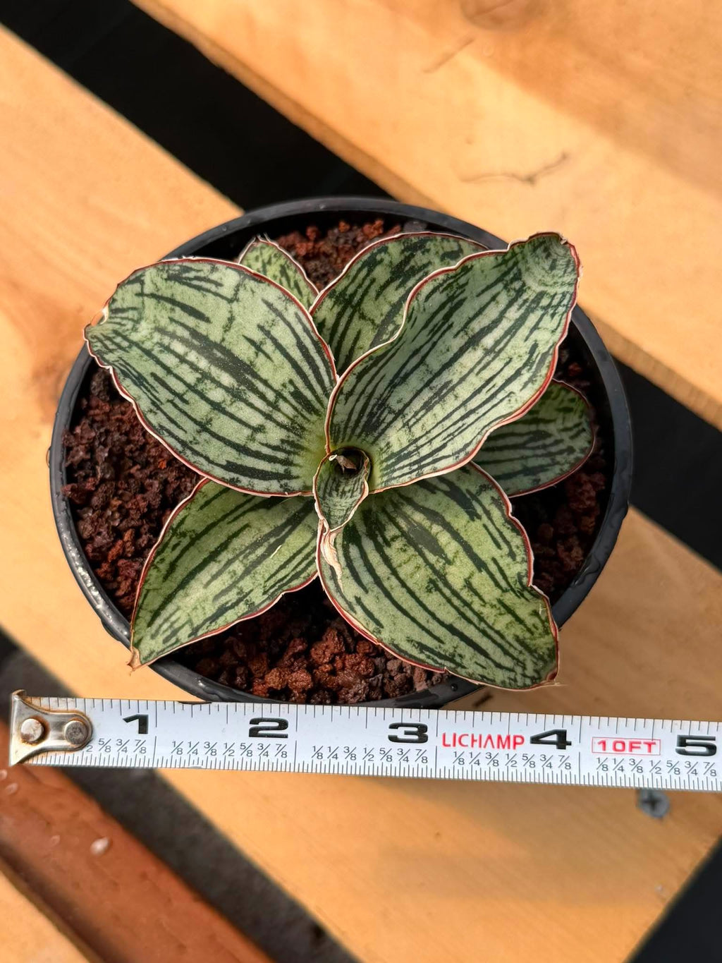 Sansevieria Cleopatra Rare Snake Plant #270 | 5in Pot Easy Care Indoor Houseplant