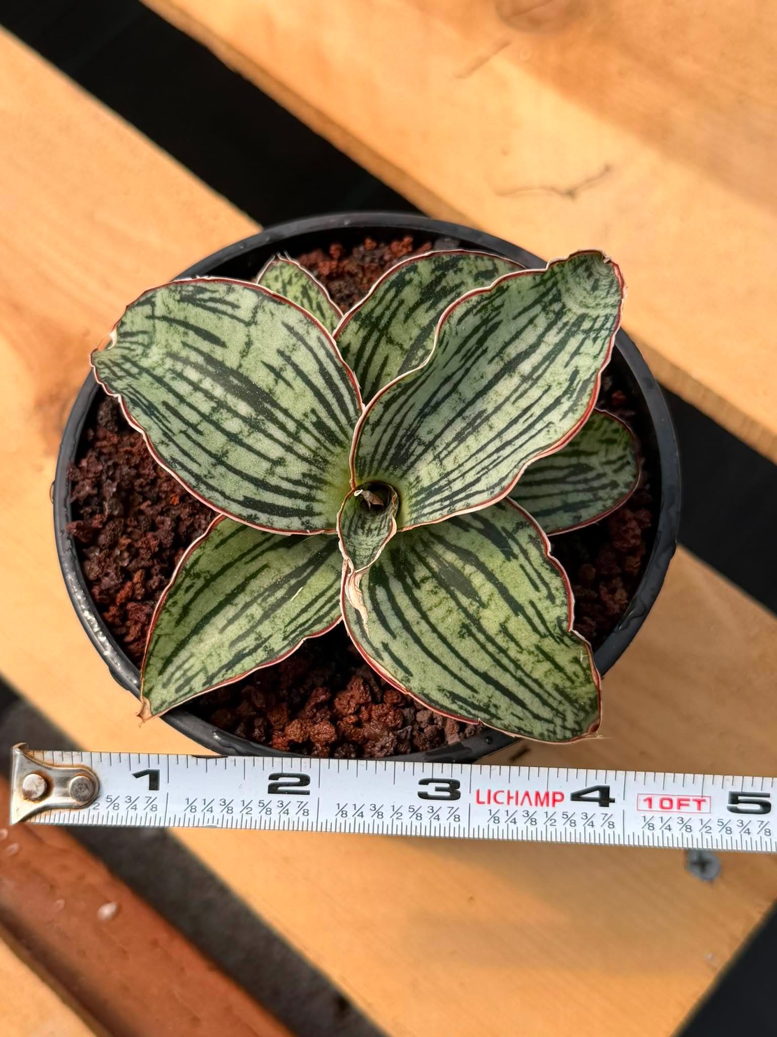 Sansevieria Cleopatra Rare Snake Plant #270 | 5in Pot Easy Care Indoor Houseplant