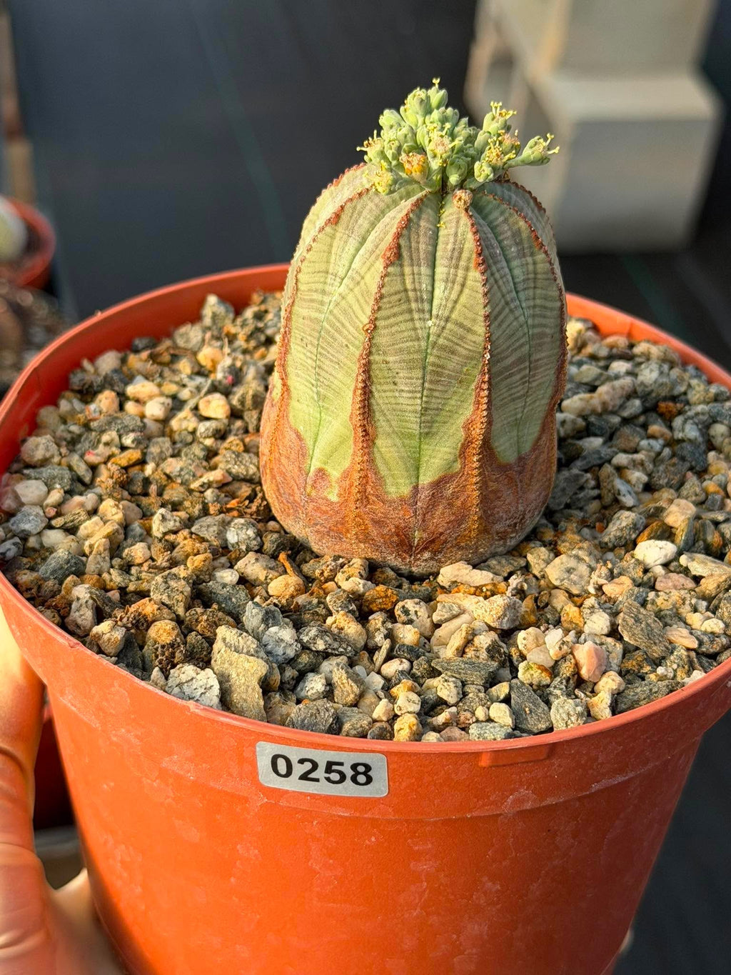 Seed Grown Euphorbia Obesa #258 | Rare Collector Succulent Live Cactus‑Like Specimen