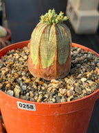 Seed Grown Euphorbia Obesa #258 | Rare Collector Succulent Live Cactus‑Like Specimen