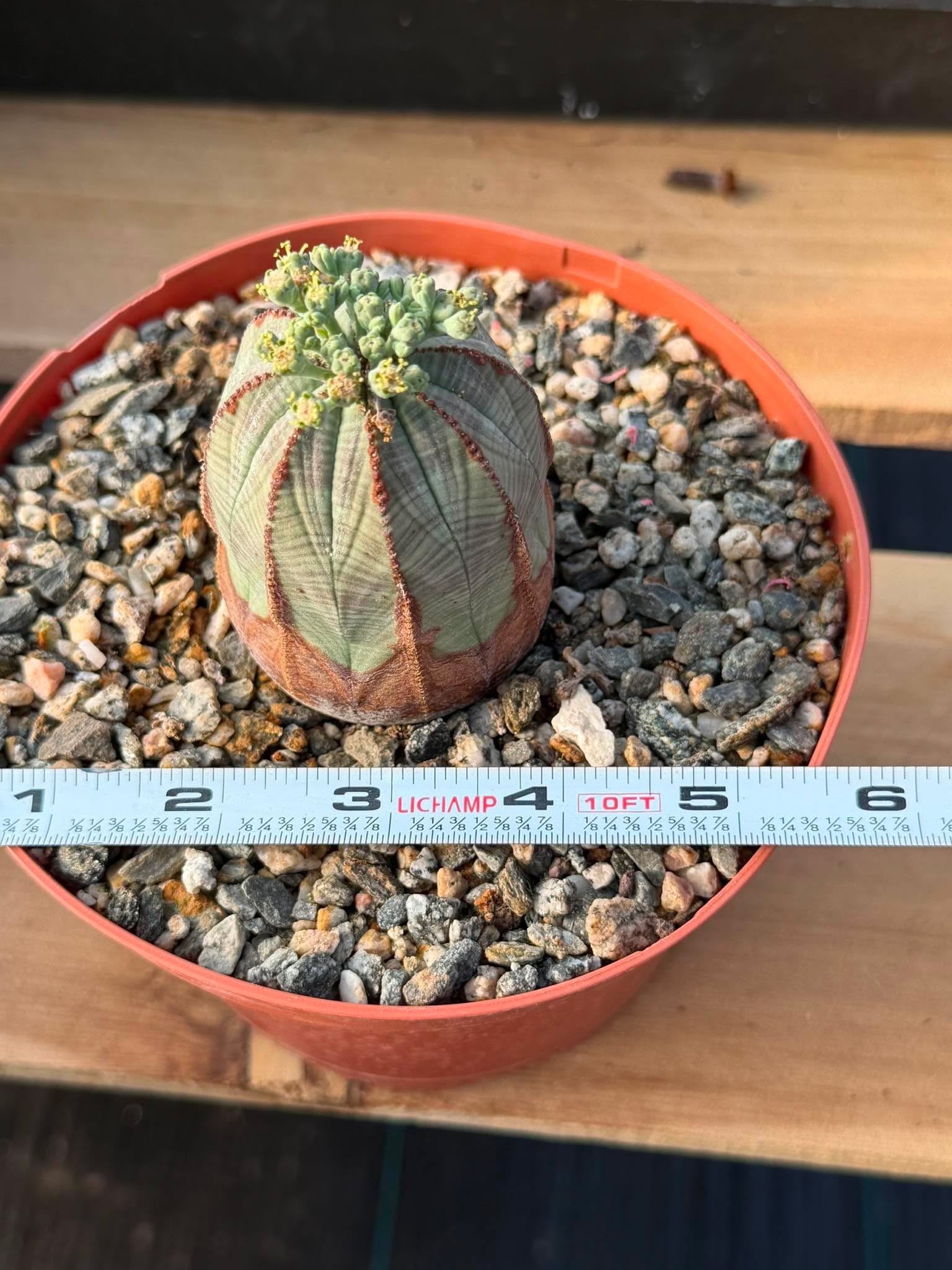 Seed Grown Euphorbia Obesa #258 | Rare Collector Succulent Live Cactus‑Like Specimen