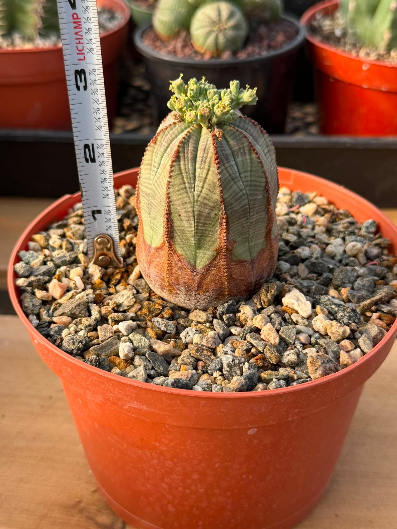 Seed Grown Euphorbia Obesa #258 | Rare Collector Succulent Live Cactus‑Like Specimen