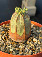 Seed Grown Euphorbia Obesa #258 | Rare Collector Succulent Live Cactus‑Like Specimen