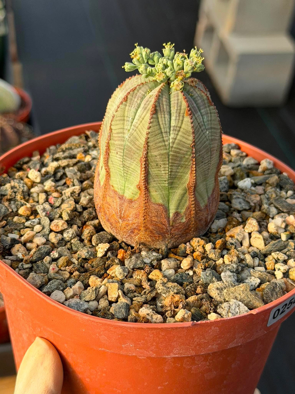 Seed Grown Euphorbia Obesa #258 | Rare Collector Succulent Live Cactus‑Like Specimen