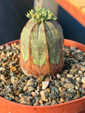 Seed Grown Euphorbia Obesa #258 | Rare Collector Succulent Live Cactus‑Like Specimen