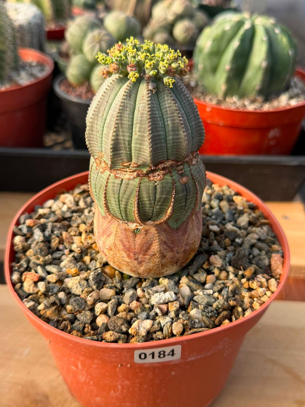 Seed Grown Euphorbia Obesa #184 — Rare Baseball Plant