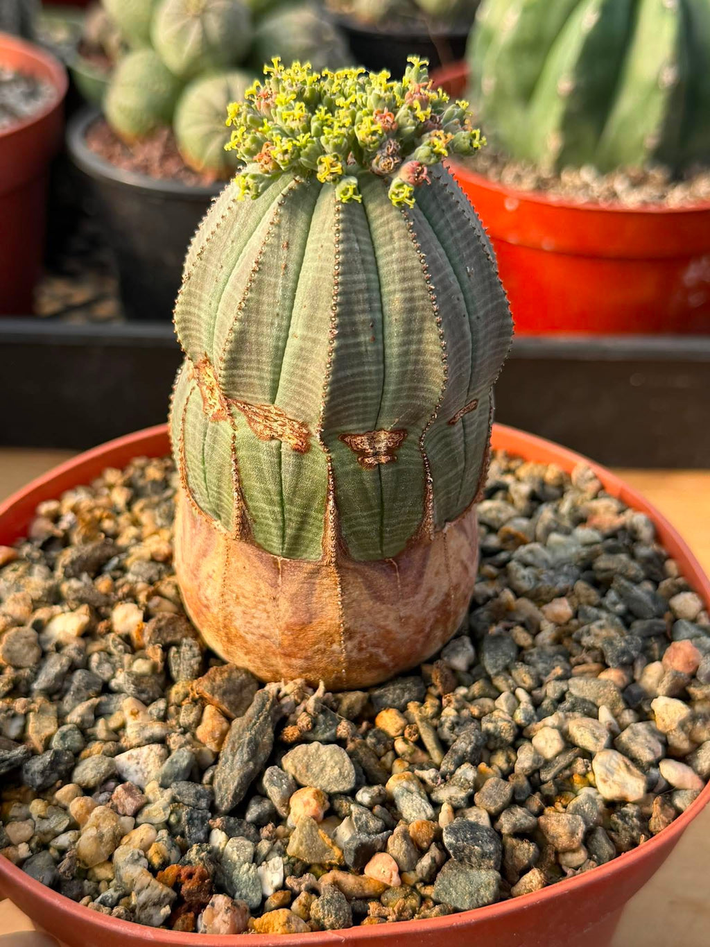 Seed Grown Euphorbia Obesa #184 — Rare Baseball Plant