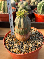 Seed Grown Euphorbia Obesa #184 — Rare Baseball Plant
