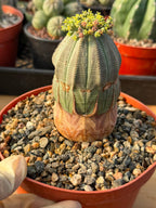 Seed Grown Euphorbia Obesa #184 — Rare Baseball Plant