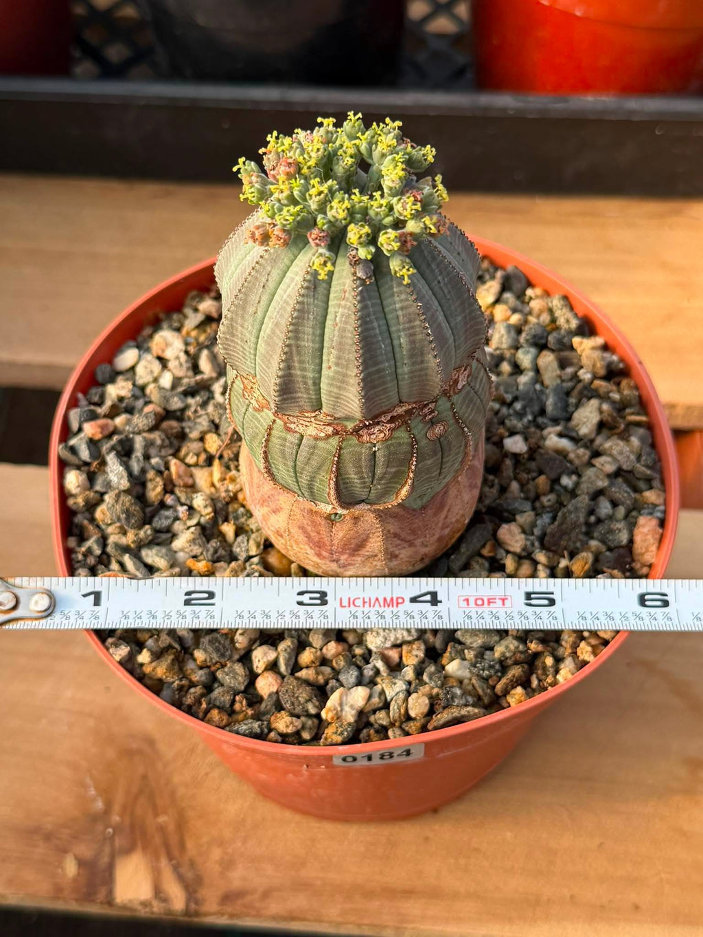 Seed Grown Euphorbia Obesa #184 — Rare Baseball Plant