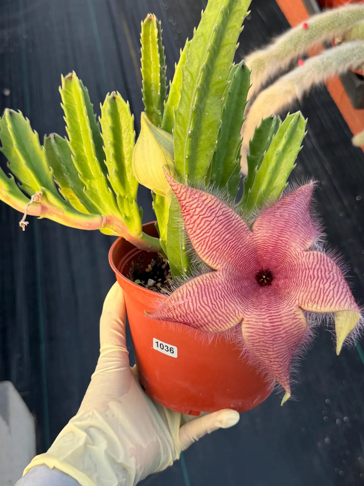 6” Stapelia Orbrea, Easy Care Cactus, Succulent Plant Lover Gift