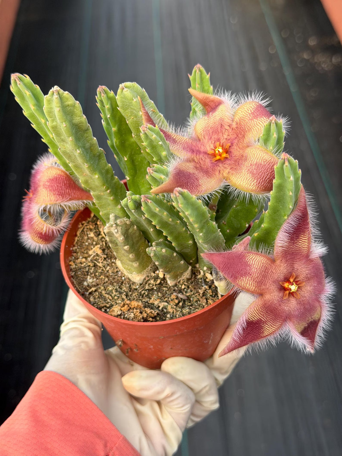 4” Stapelia Orbrea , Easy Care Cactus, Succulent Plant Lover Gift