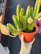6” Stapelia Orbrea, Easy Care Cactus, Succulent Plant Lover Gift