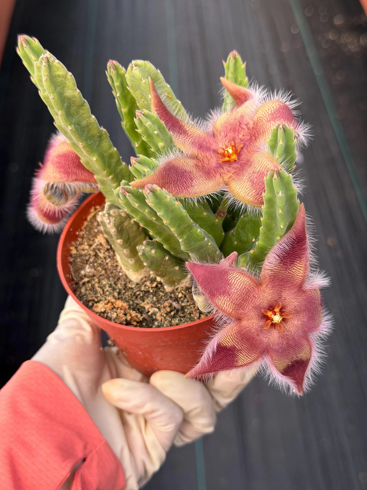 4” Stapelia Orbrea , Easy Care Cactus, Succulent Plant Lover Gift