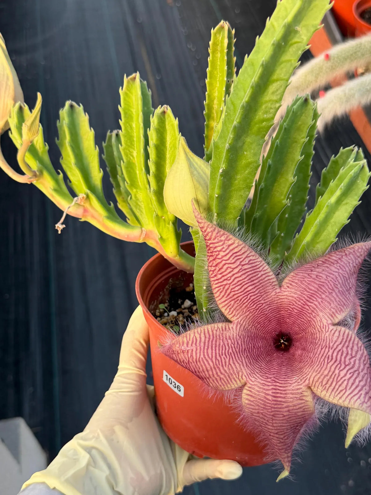 6” Stapelia Orbrea, Easy Care Cactus, Succulent Plant Lover Gift