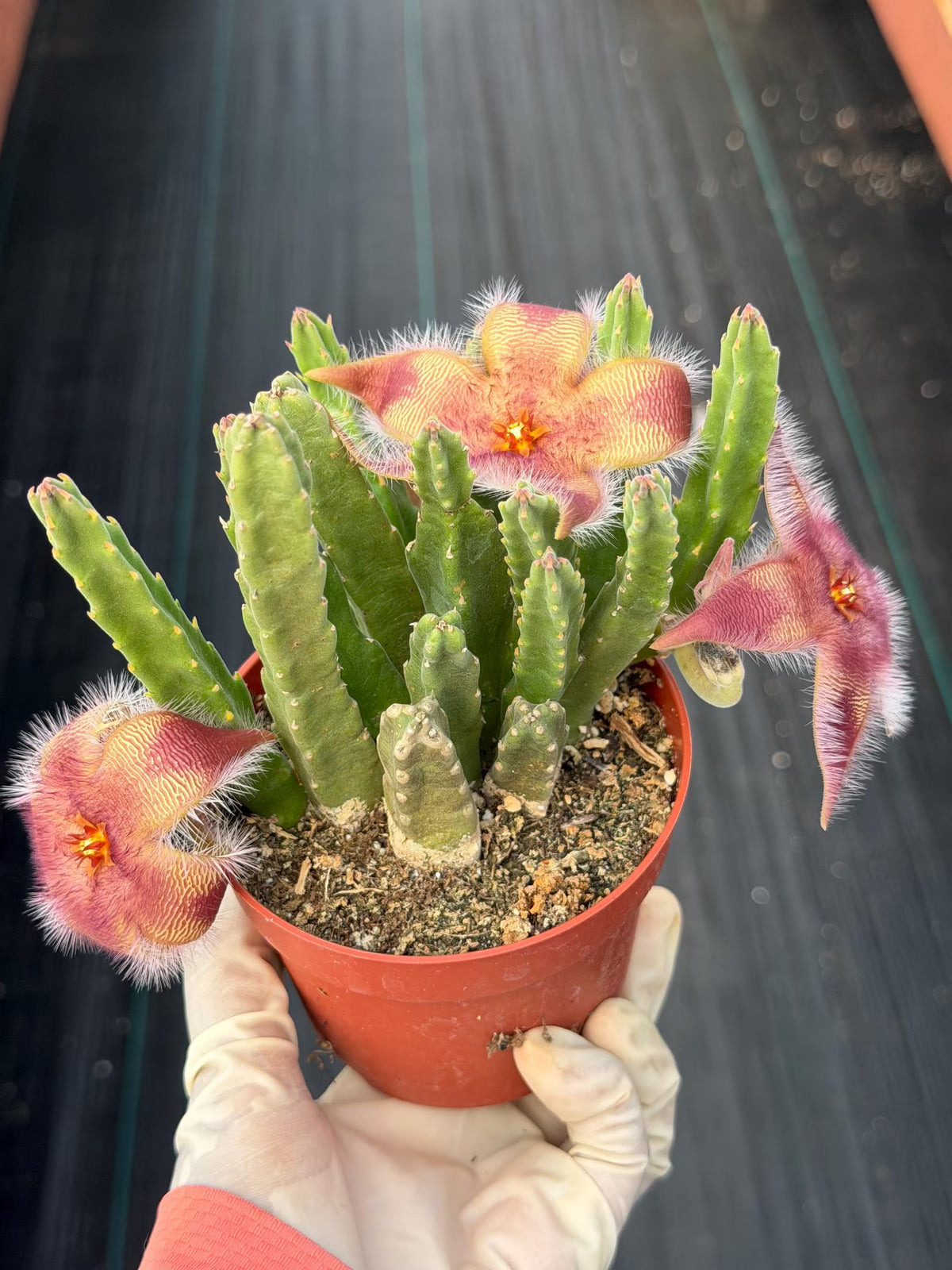 4” Stapelia Orbrea , Easy Care Cactus, Succulent Plant Lover Gift