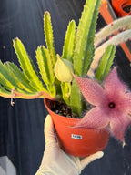 6” Stapelia Orbrea, Easy Care Cactus, Succulent Plant Lover Gift