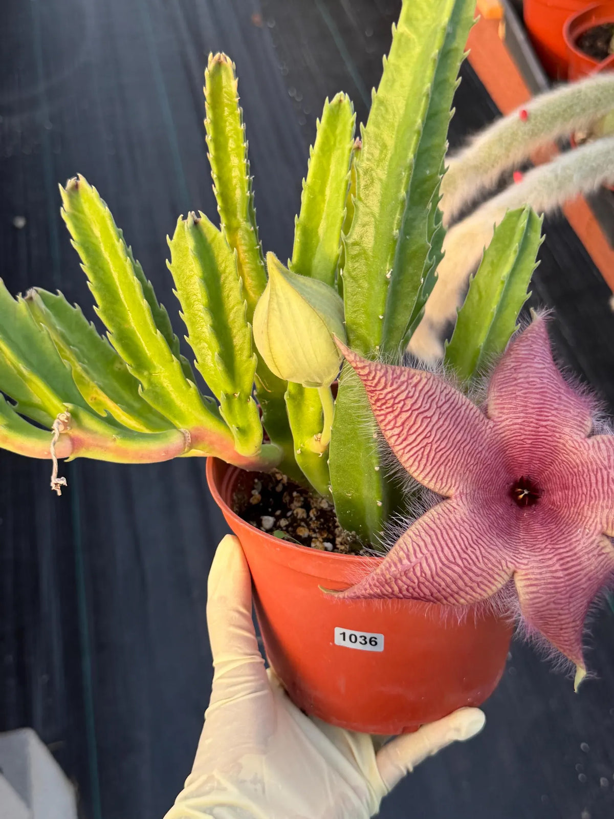 6” Stapelia Orbrea, Easy Care Cactus, Succulent Plant Lover Gift