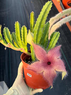 6” Stapelia Orbrea, Easy Care Cactus, Succulent Plant Lover Gift