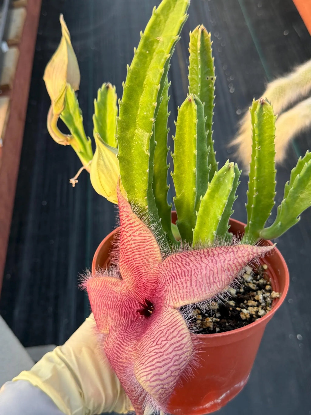 6” Stapelia Orbrea, Easy Care Cactus, Succulent Plant Lover Gift
