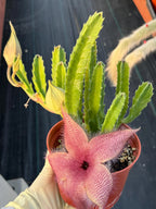 6” Stapelia Orbrea, Easy Care Cactus, Succulent Plant Lover Gift