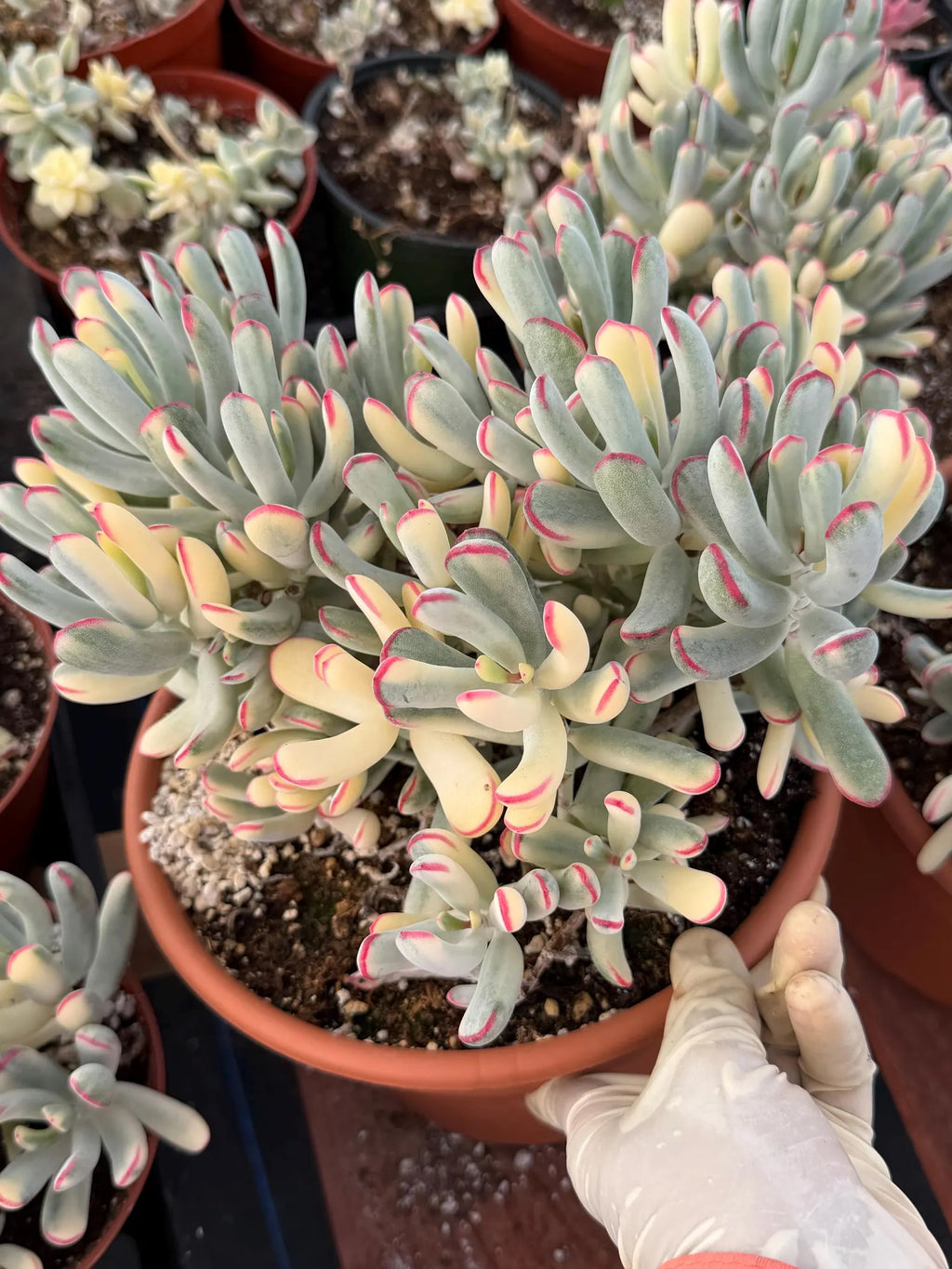 6” Variegated Cotyledon Orbiculata | Rare Live Succulent Plant | Colorful Hardy Succulent Live Plant