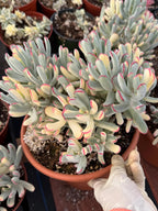 6” Variegated Cotyledon Orbiculata | Rare Live Succulent Plant | Colorful Hardy Succulent Live Plant