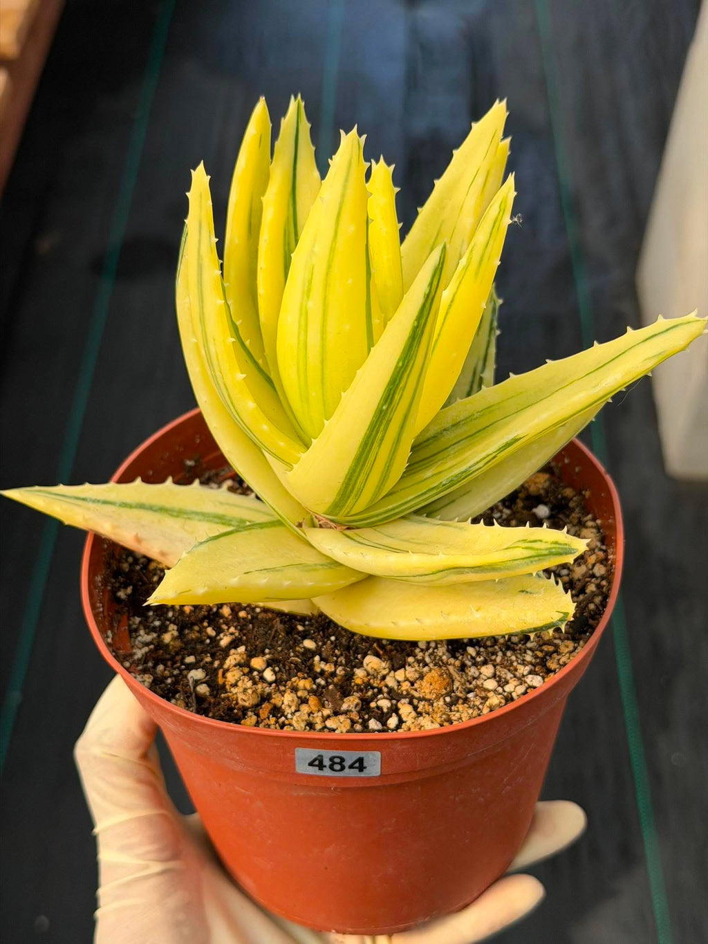 Variegated Aloe Nobilis #484 | Rare Succulent | Collector's Live Plant