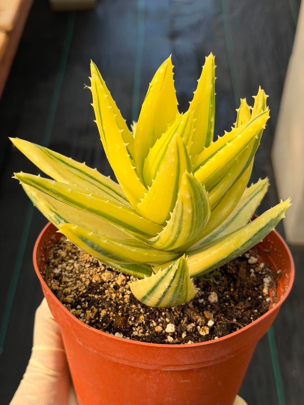 Variegated Aloe Nobilis #484 | Rare Succulent | Collector's Live Plant