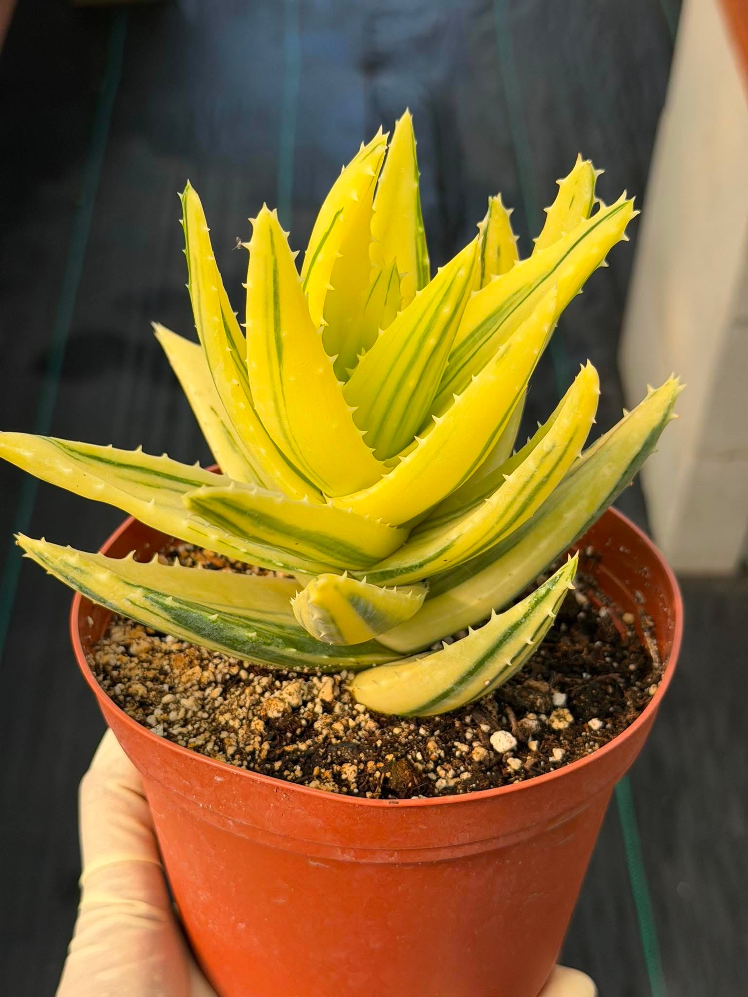 Variegated Aloe Nobilis #484 | Rare Succulent | Collector's Live Plant