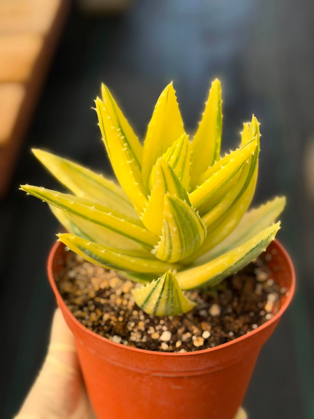 Variegated Aloe Nobilis #484 | Rare Succulent | Collector's Live Plant