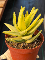 Variegated Aloe Nobilis #484 | Rare Succulent | Collector's Live Plant