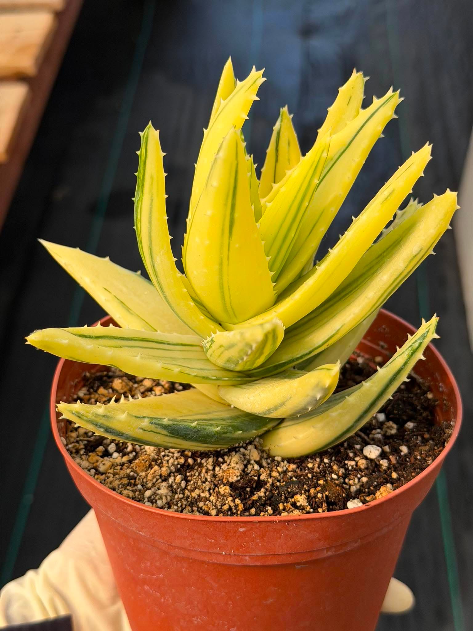 Variegated Aloe Nobilis #484 | Rare Succulent | Collector's Live Plant