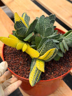Variegated Gasteria Cluster #33 | Rare Live Succulent | Collector's Plant