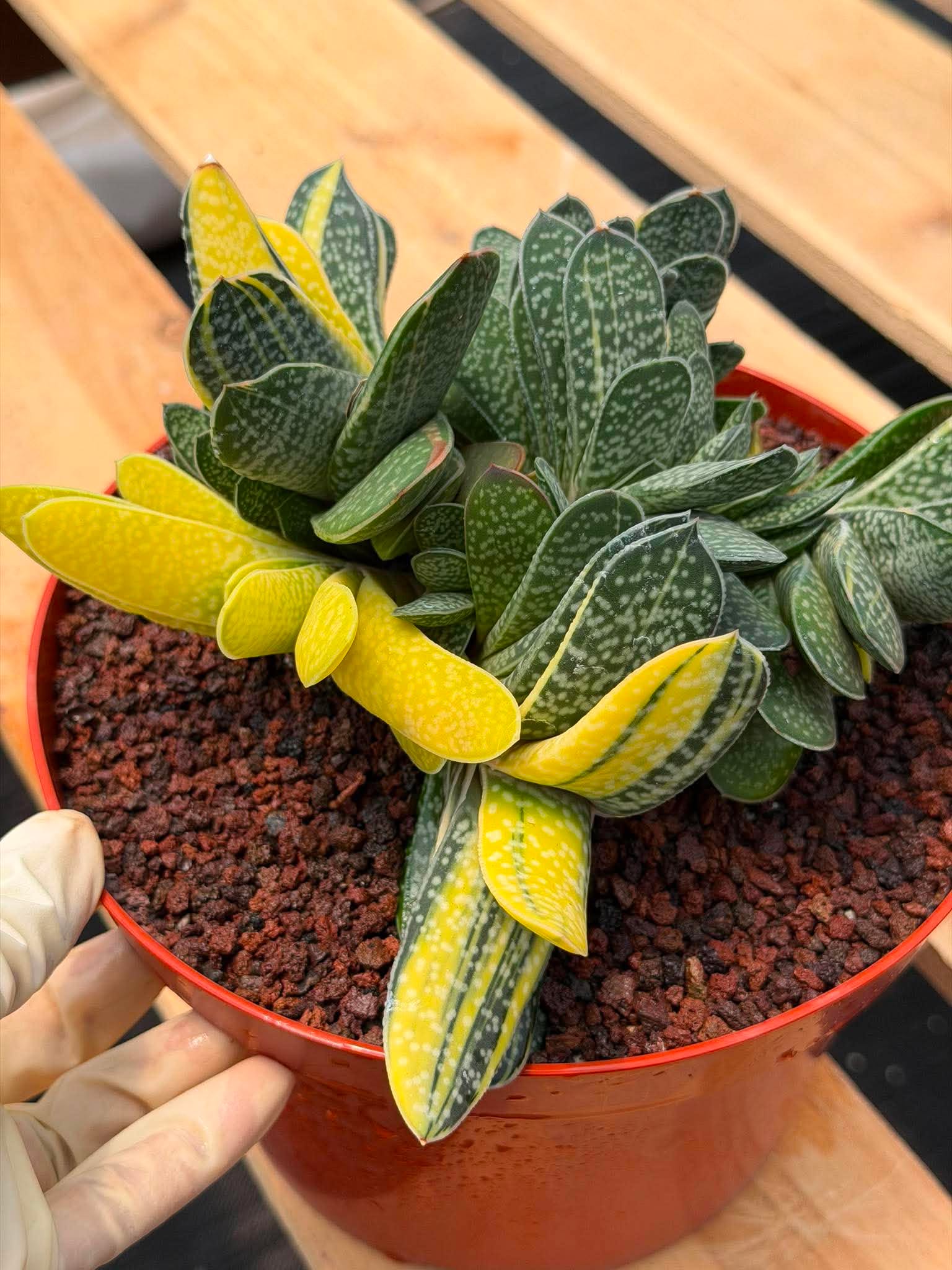Variegated Gasteria Cluster #33 | Rare Live Succulent | Collector's Plant