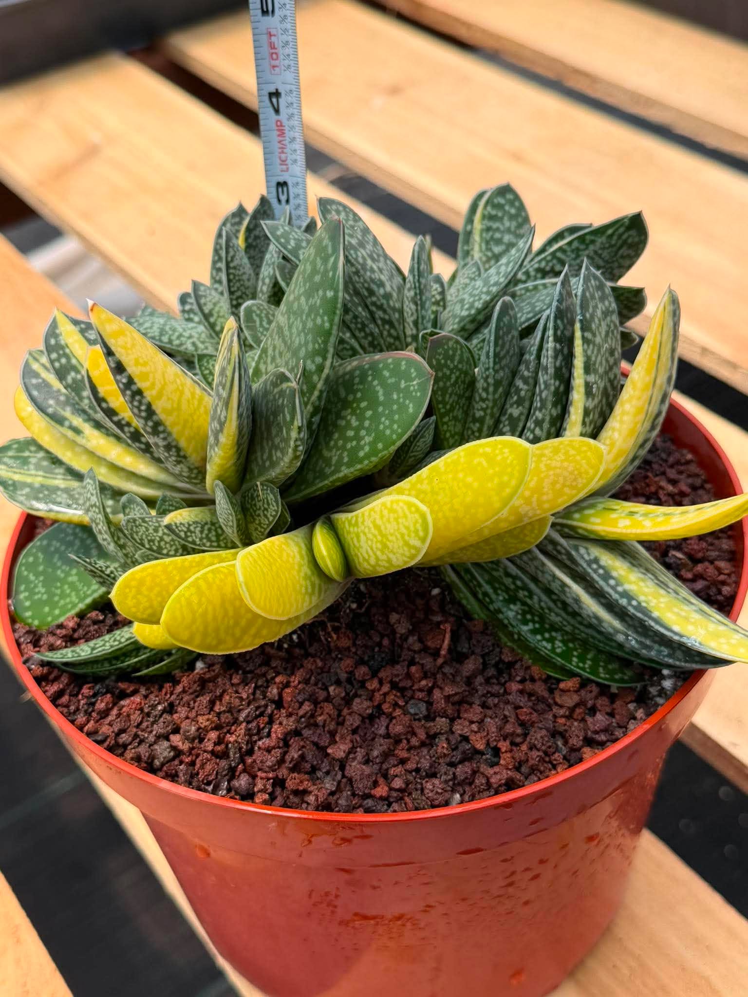 Variegated Gasteria Cluster #33 | Rare Live Succulent | Collector's Plant
