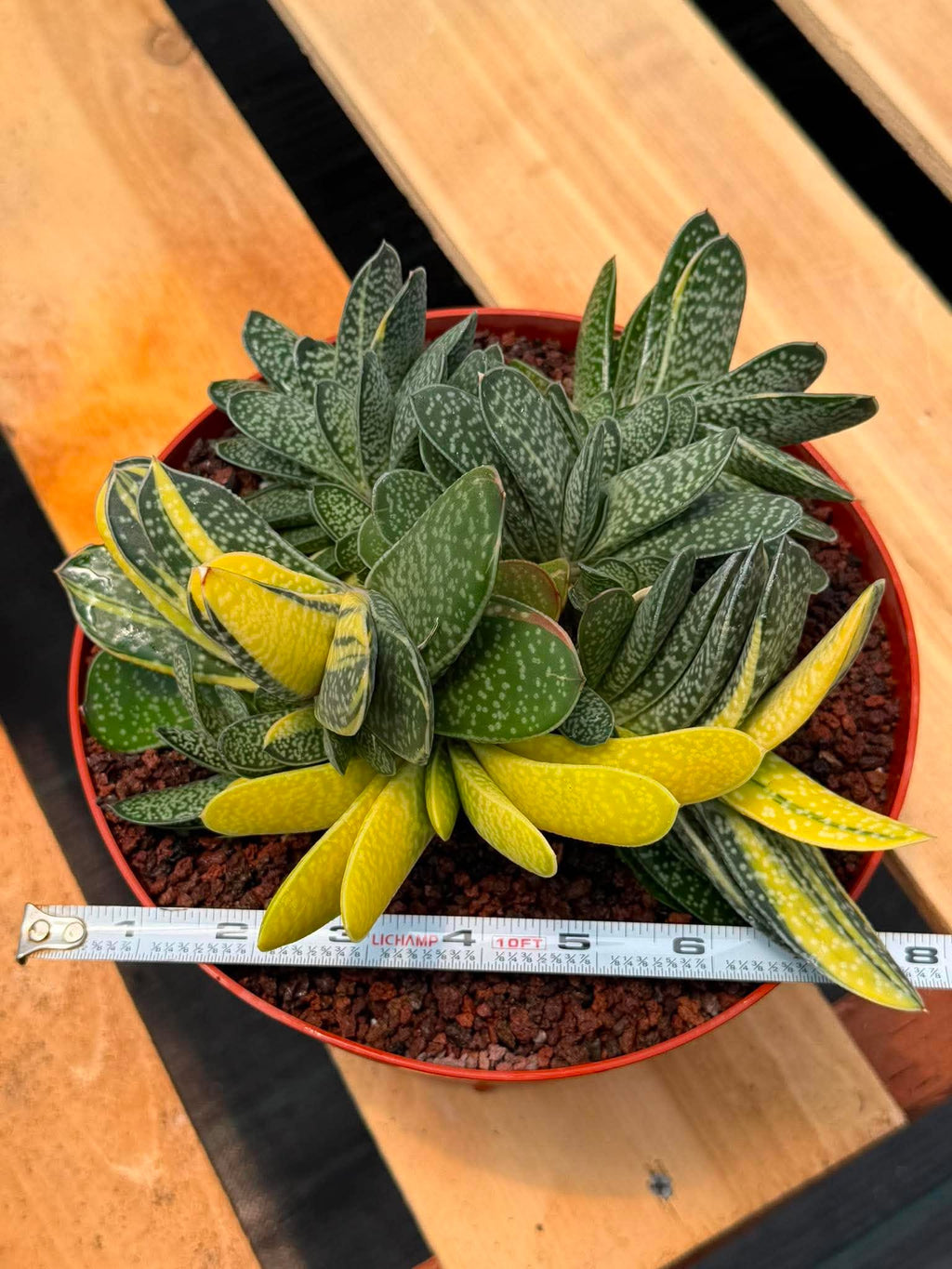 Variegated Gasteria Cluster #33 | Rare Live Succulent | Collector's Plant