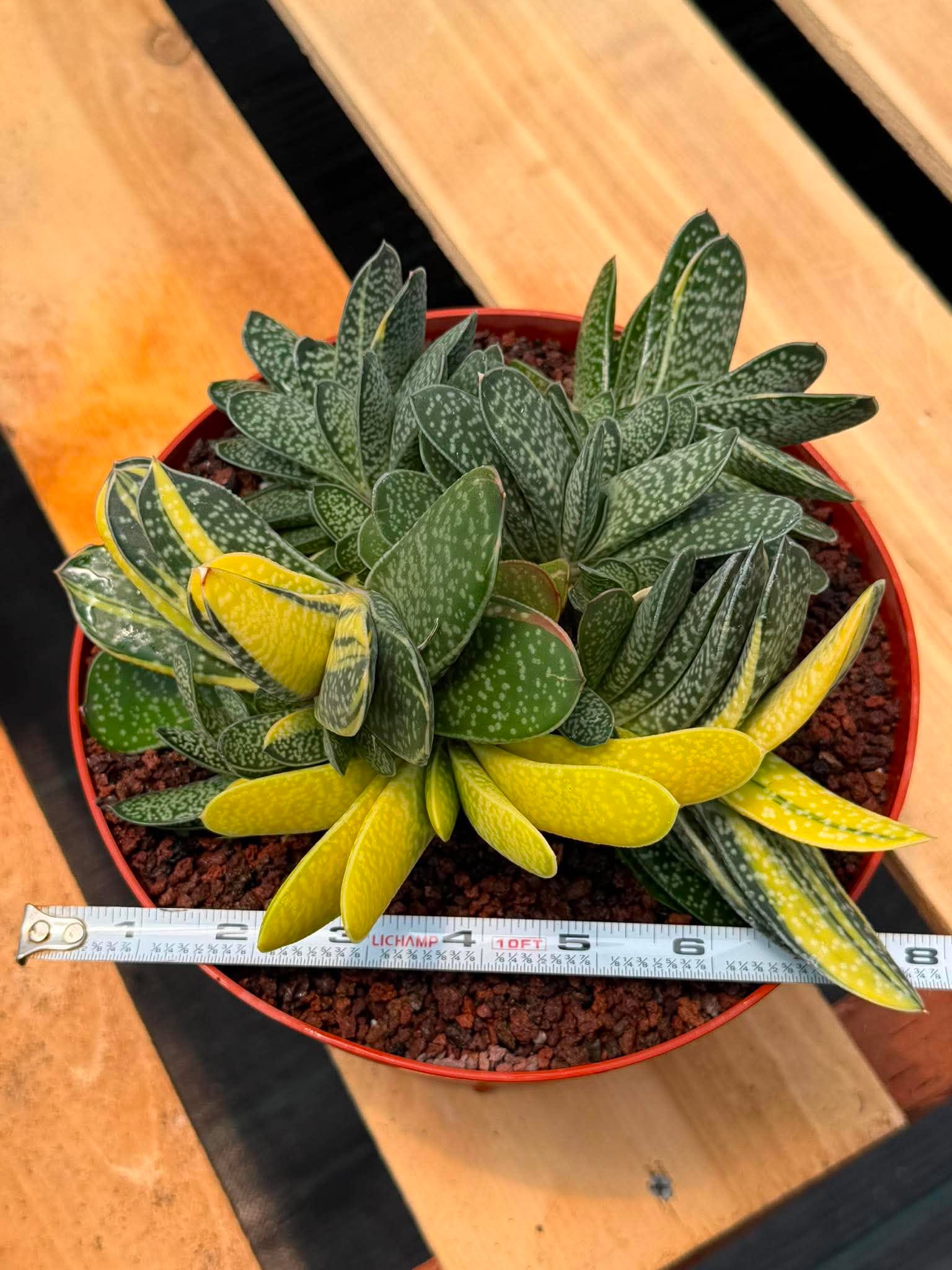 Variegated Gasteria Cluster #33 | Rare Live Succulent | Collector's Plant