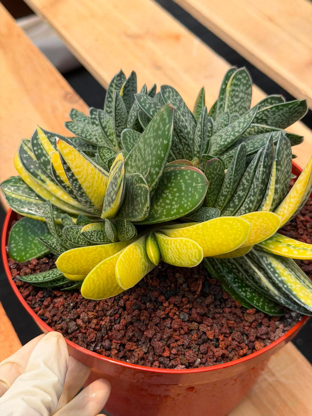 Variegated Gasteria Cluster #33 | Rare Live Succulent | Collector's Plant