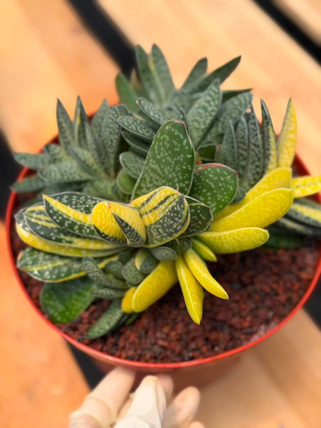 Variegated Gasteria Cluster #33 | Rare Live Succulent | Collector's Plant