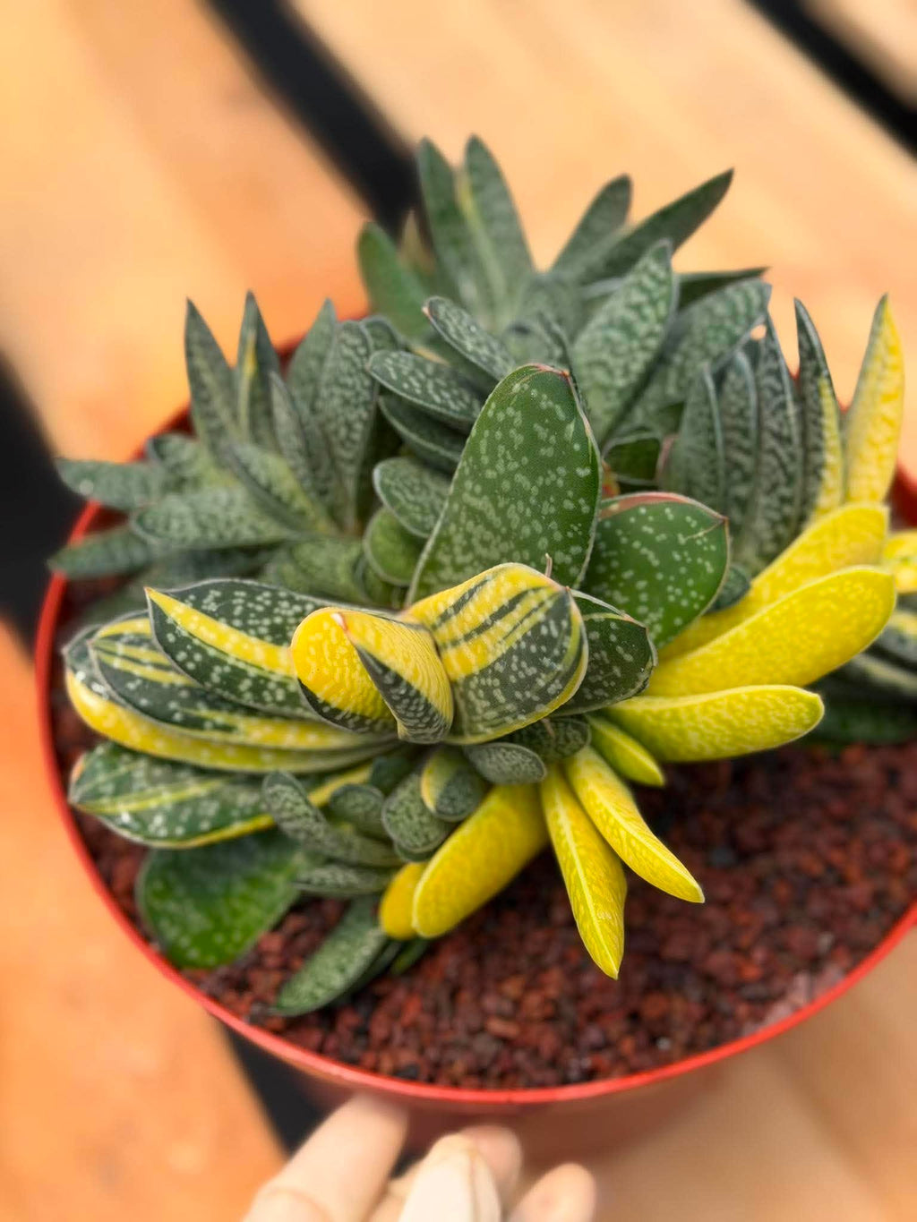 Variegated Gasteria Cluster #33 | Rare Live Succulent | Collector's Plant