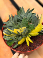 Variegated Gasteria Cluster #33 | Rare Live Succulent | Collector's Plant