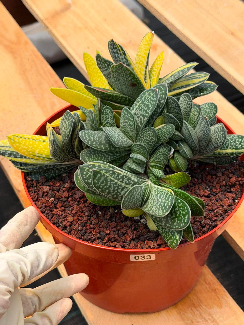Variegated Gasteria Cluster #33 | Rare Live Succulent | Collector's Plant