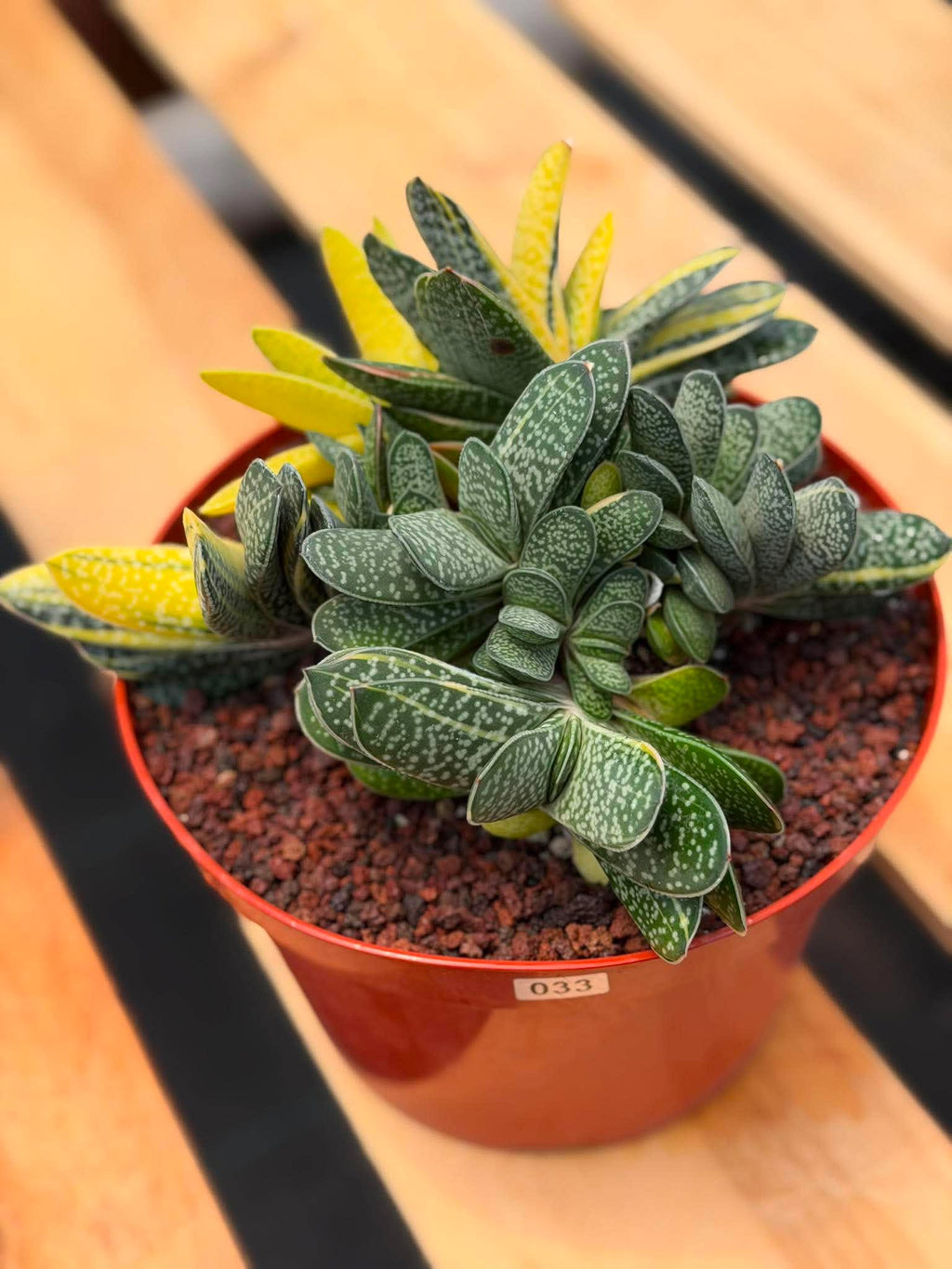 Variegated Gasteria Cluster #33 | Rare Live Succulent | Collector's Plant
